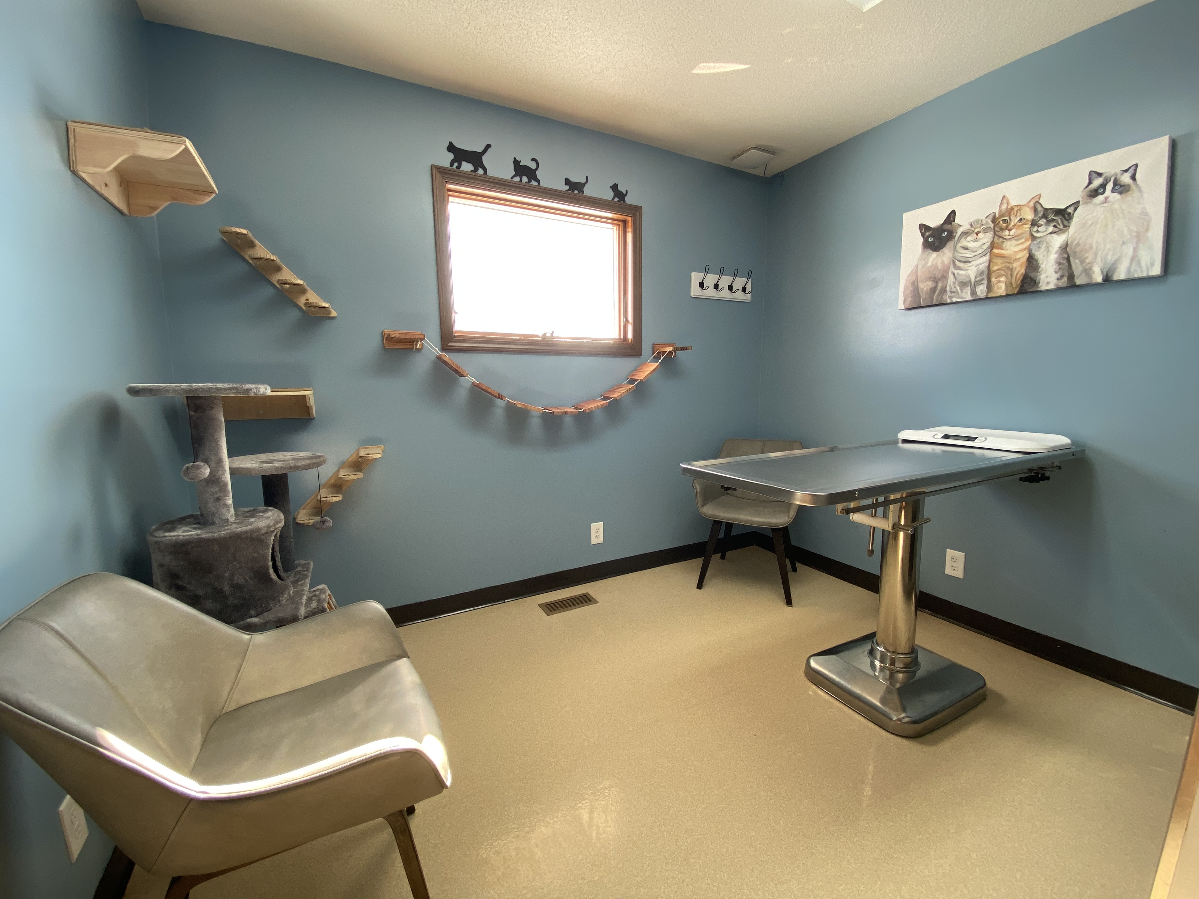 Cat exam room